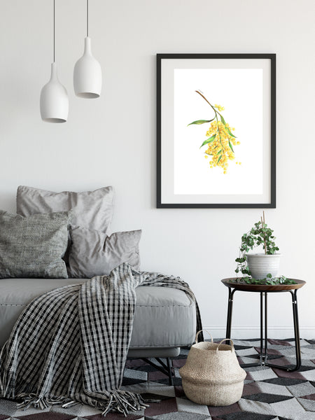 Yellow Wattle flower drawing print. Australian native flower watercolour pencil sketch.