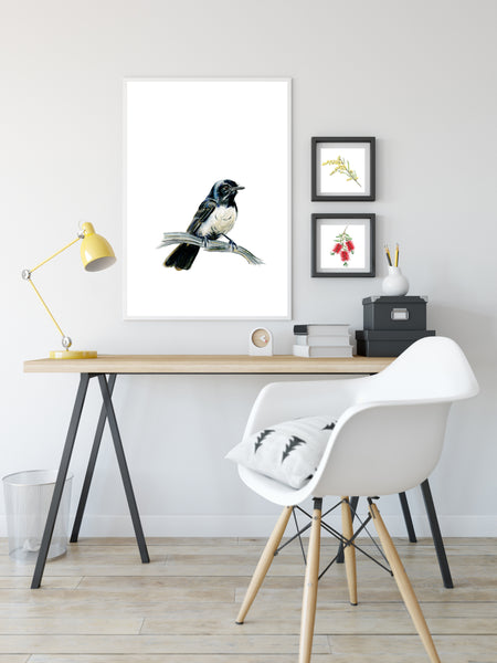 Australian Willy Wagtail watercolour art print. Aussie native bird.