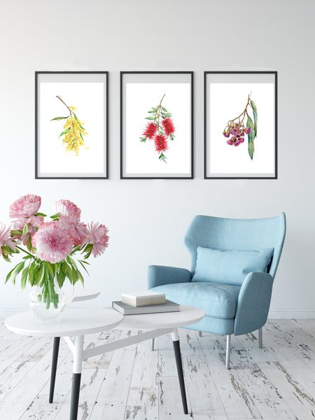 Australian native flower print set. Bottle brush, gum blossom and wattle art.