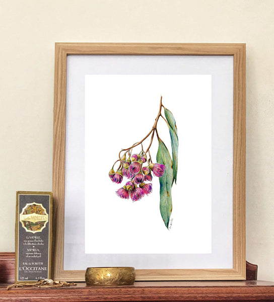 Australian pink Gum Blossoms watercolour print