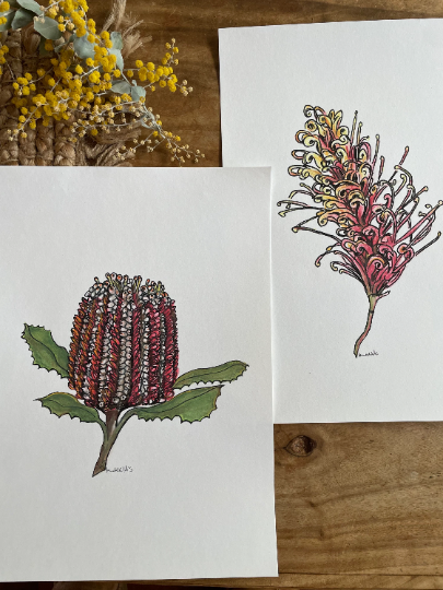 Original Australian Banksia painting artwork. Watercolour pencil red native flower drawing