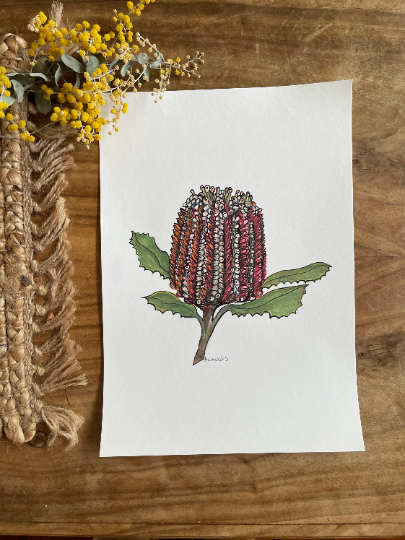 Original Australian Banksia painting artwork. Watercolour pencil red native flower drawing