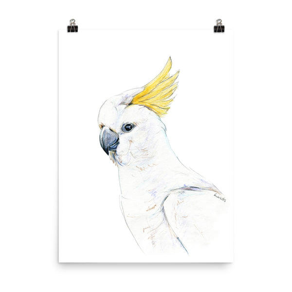 Australian yellow crested Cockatoo watercolour print.