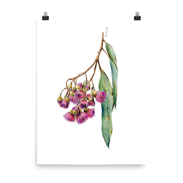 Australian pink Gum Blossoms watercolour print