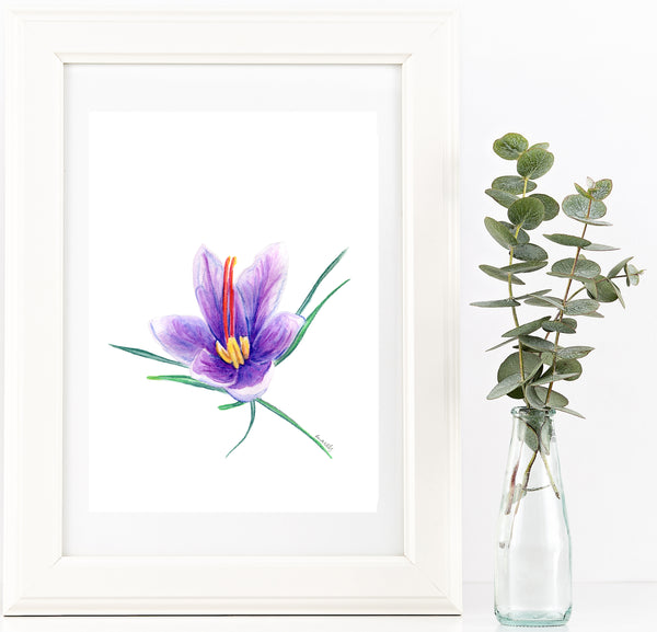 Saffron crocus bud 2 watercolour pencil artwork print