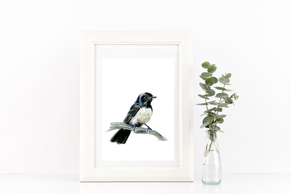 Australian Willy Wagtail watercolour art print. Aussie native bird.