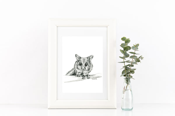 Black and white Australian Brushtail Possum drawing print