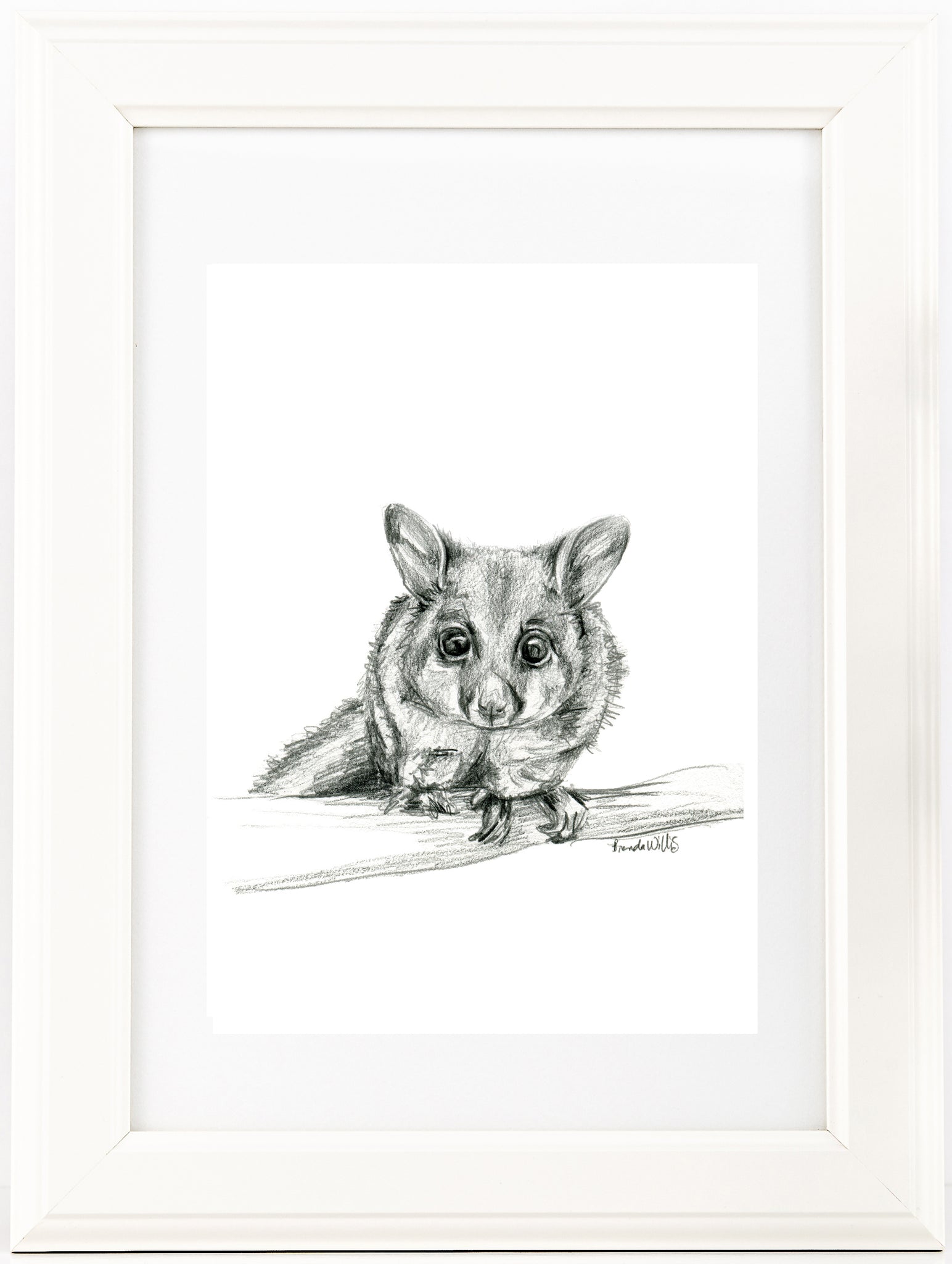 Black and white Australian Brushtail Possum drawing print