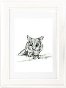 Black and white Australian Brushtail Possum drawing print
