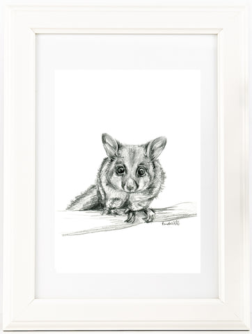 Black and white Australian Brushtail Possum drawing print