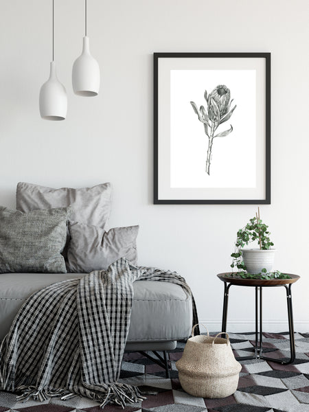 Graphite Protea drawing print