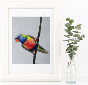 Australian Rainbow Lorikeet painting print
