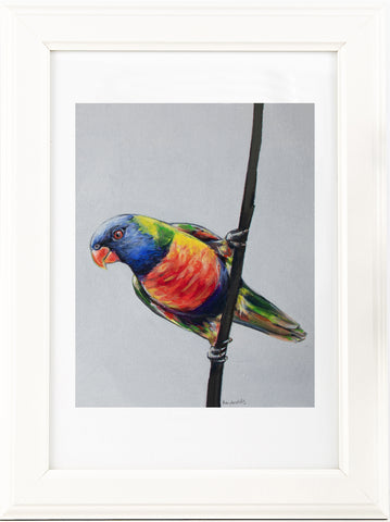 Australian Rainbow Lorikeet painting print