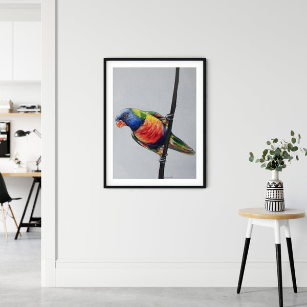 Australian Rainbow Lorikeet painting print