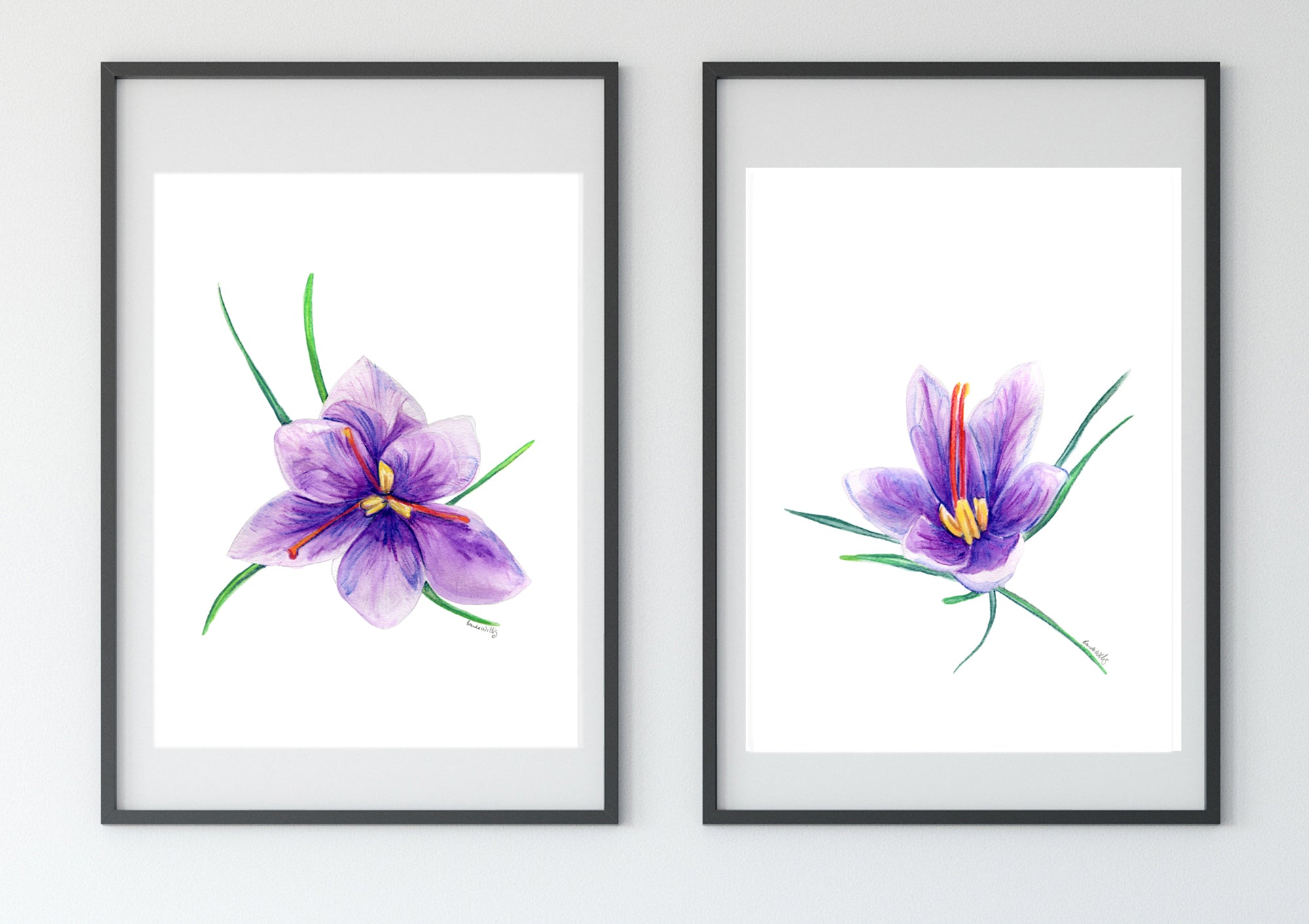 Saffron Crocus flower print set. The three stages of bloom for the rare purple flower.