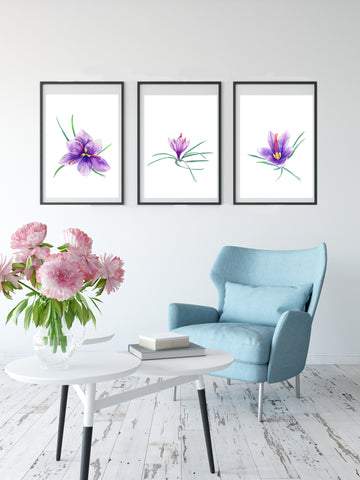 Saffron Crocus flower print set. The three stages of bloom for the rare purple flower.