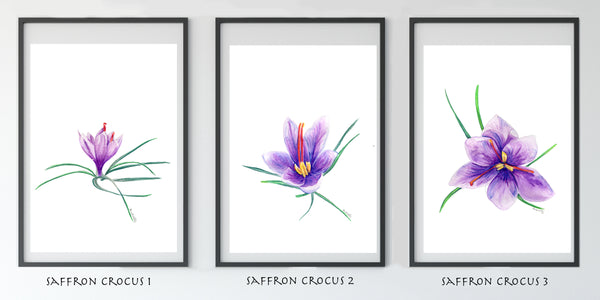 Saffron crocus bud 3 watercolour pencil artwork print
