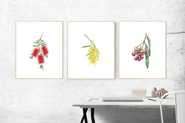 Australian native flower print set. Bottle brush, gum blossom and wattle artworks.