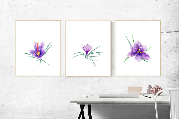Saffron Crocus flower print set. The three stages of bloom for the rare purple flower.