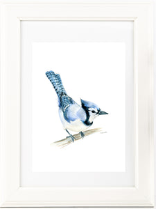 North American native Blue Jay watercolour art print.