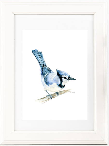 North American native Blue Jay watercolour art print.