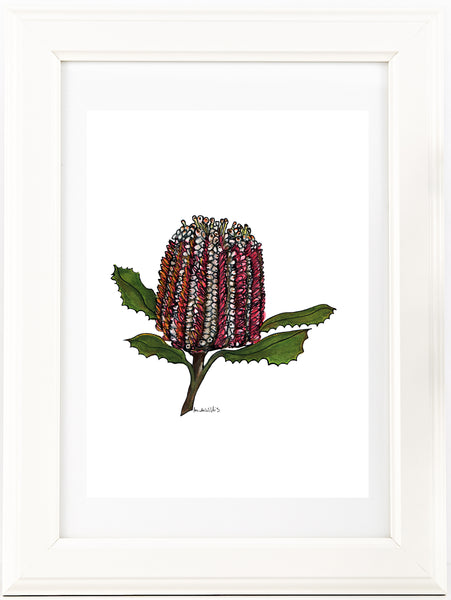 Banksia watercolour & pen artwork PDF downloadable