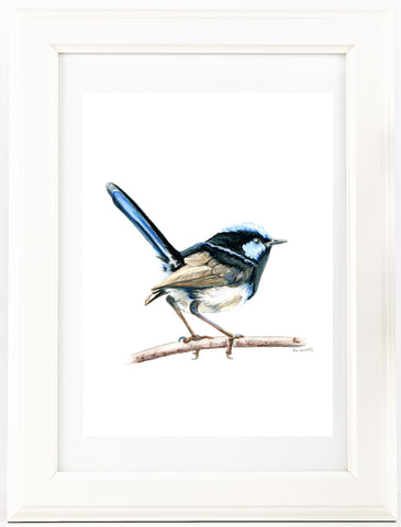 Australian watercolour Blue Wren drawing print v2.
