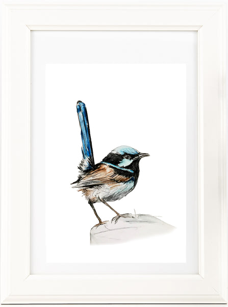 Australian Blue Wren watercolour art print. Aussie native bird.