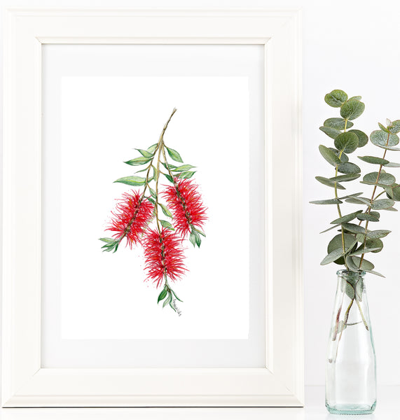 Australian native flower print set. Bottle brush, gum blossom and wattle artworks.