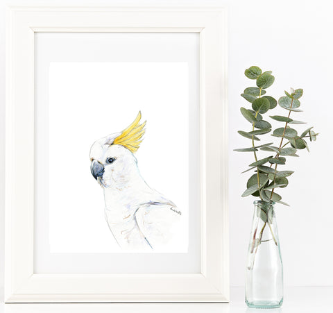 Australian yellow crested Cockatoo watercolour print.