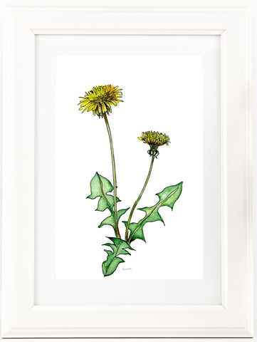 Dandelion pen and watercolour pencil artwork print.