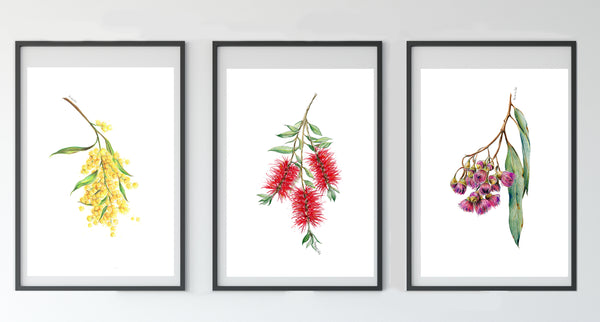 Australian native flower print set. Bottle brush, gum blossom and wattle art.