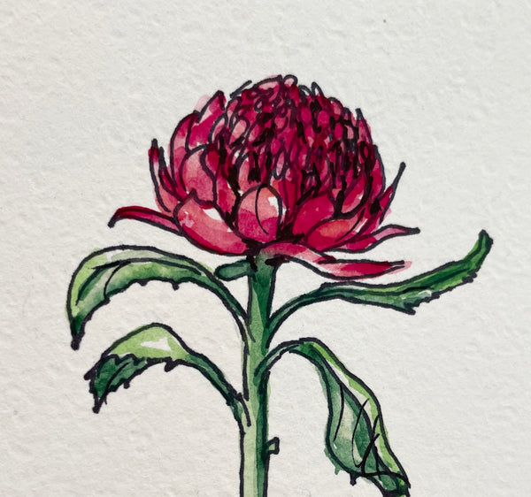 Original Australian Waratah painting artwork #2. Watercolour & pen red native flower drawing