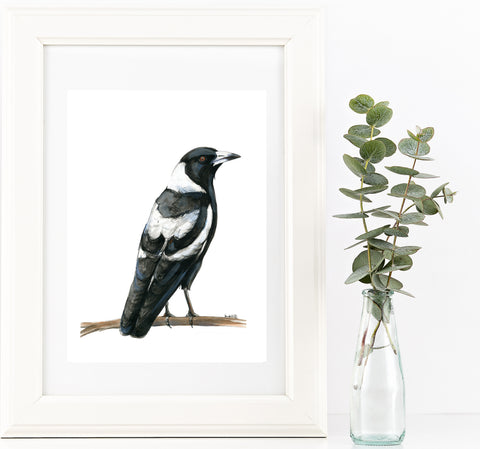 Watercolour Australian Magpie artwork print
