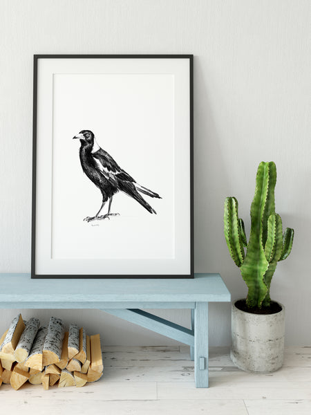 Australian Magpie graphite drawing print