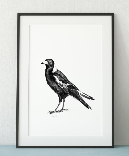 Australian Magpie graphite drawing print