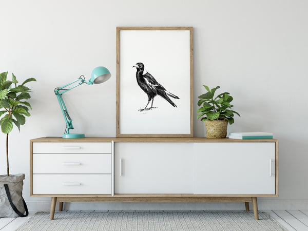 Australian Magpie graphite drawing print