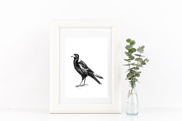 Australian Magpie graphite drawing print
