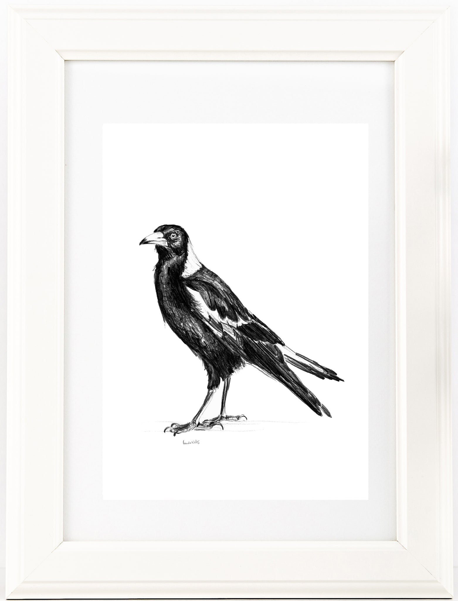 Australian Magpie graphite drawing print