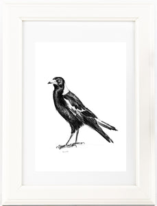Australian Magpie graphite drawing print