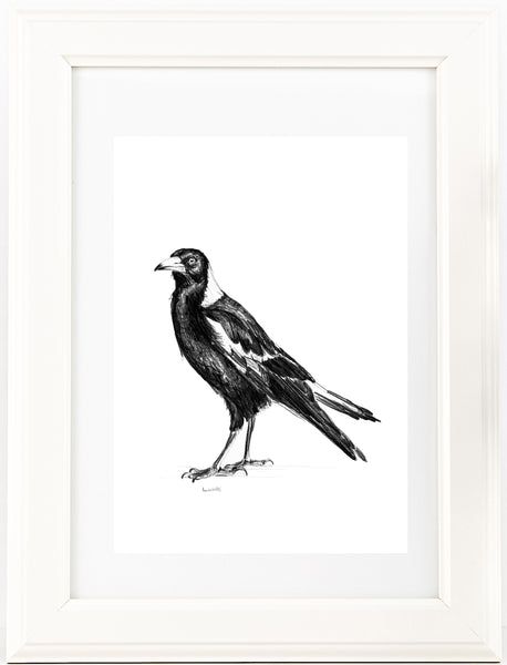 Australian Magpie graphite drawing print