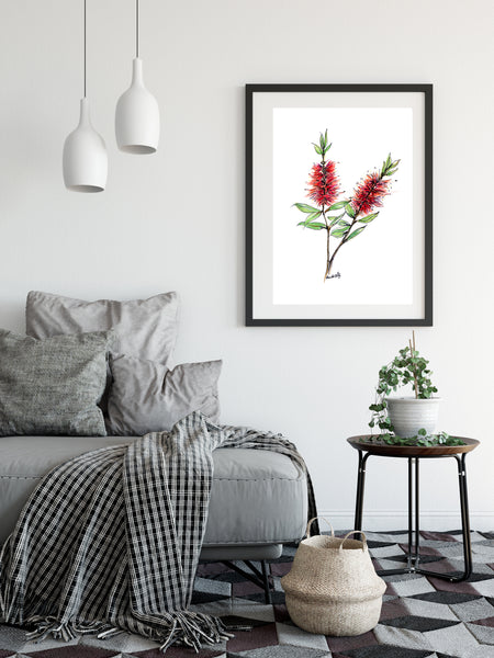 Australian watercolour and pen red Bottlebrush art print.