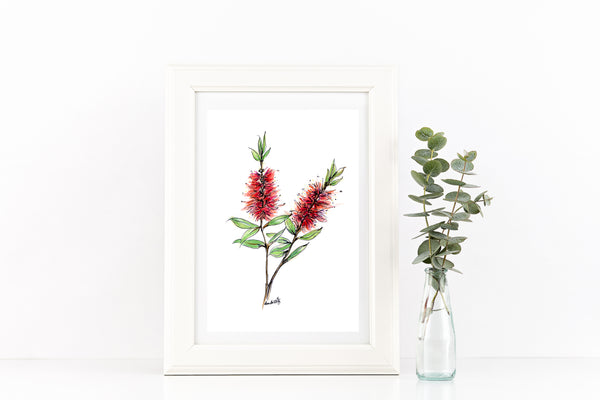 Australian watercolour and pen red Bottlebrush art print.