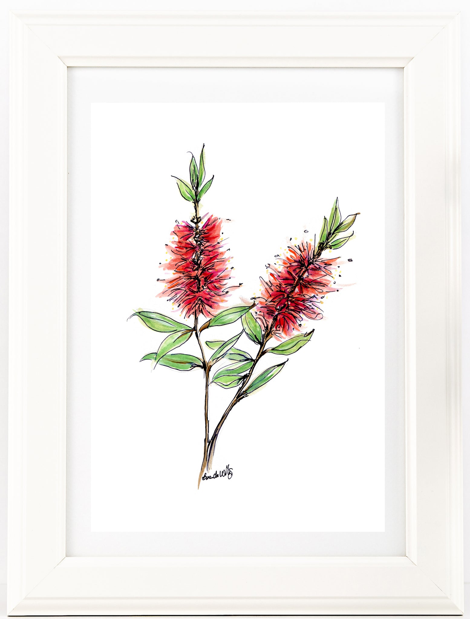 Australian watercolour and pen red Bottlebrush art print.