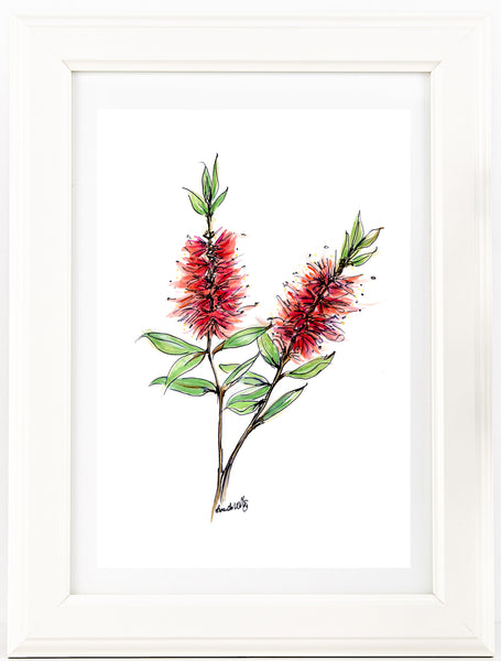Australian watercolour and pen red Bottlebrush art print.