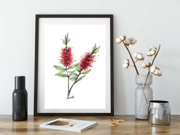 Australian watercolour and pen red Bottlebrush art print.