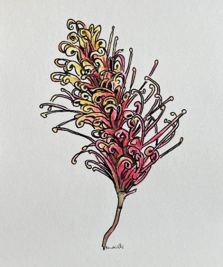 Original Australian Grevillea painting artwork. Watercolour pencil red native flower drawing