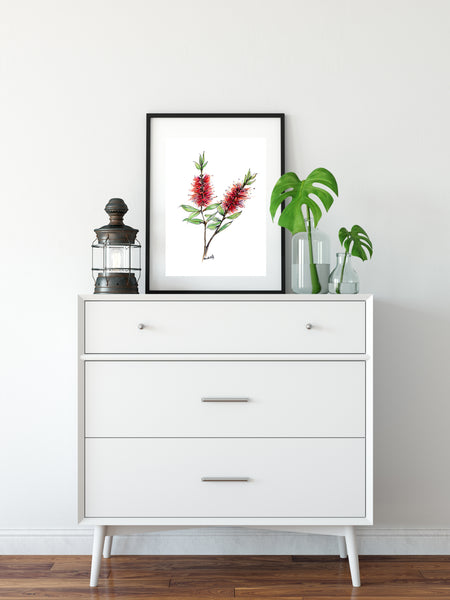 Australian watercolour and pen red Bottlebrush art print.