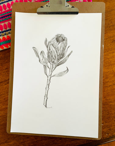 Original Pink Ice Protea graphite artwork print. Large native flora pencil sketch