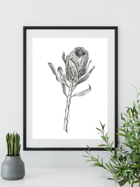 Original Pink Ice Protea graphite artwork print. Large native flora pencil sketch